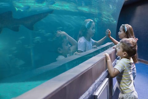 Cancun: Interactive Aquarium Entry Ticket