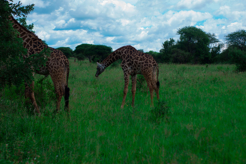 2 dni safari na kempingu w Tanzanii