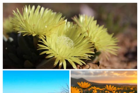 From Cape Town: West Coast Flower Tour with Guide