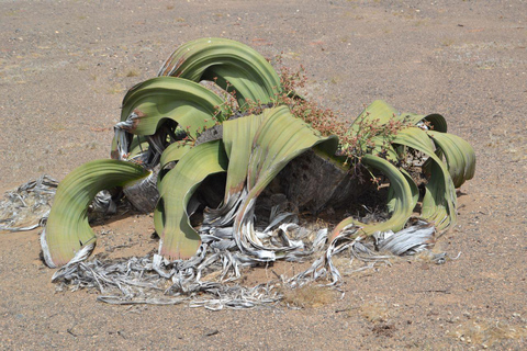 Walvis Bay: Cruiseliner Excursions