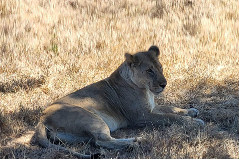 "Avventura Safari Mikumi di 3 giorni: Da Zanzibar in traghetto!