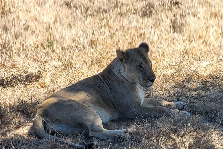 "Avventura Safari Mikumi di 3 giorni: Da Zanzibar in traghetto!