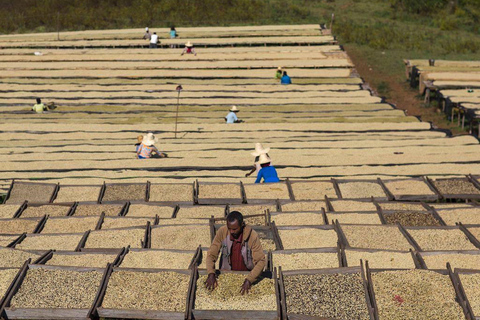 Ethiopia Coffee Tour: 3 Days / 2 Nights in Yirgalem