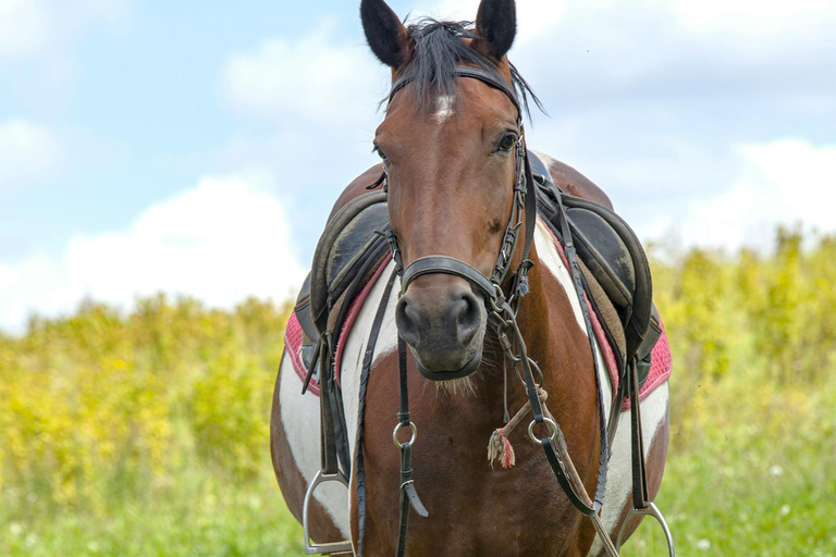 Tbilisi: Horseback Riding Across open meadows. Private