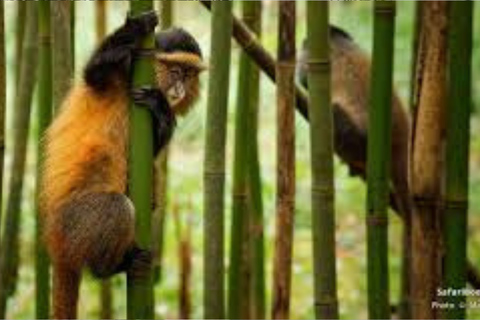 From Kigali: Golden Monkey Trek and Dian Fossey Fund Tour