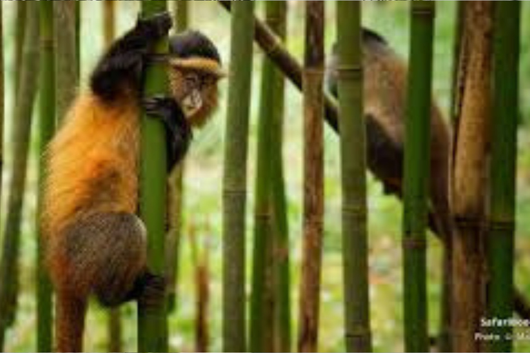 From Kigali: Golden Monkey Trek and Dian Fossey Fund Tour