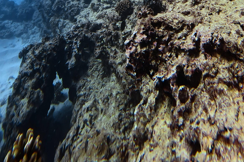 Waikiki : Visite en petit groupe du Turtle Canyon avec masque et tuba