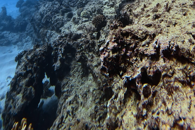 Waikiki : Visite en petit groupe du Turtle Canyon avec masque et tuba