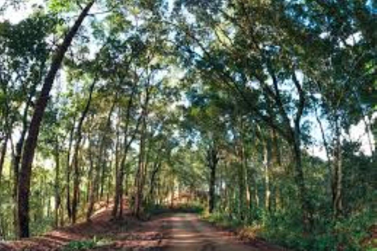 Nairobi: Karura Forest Guided Bike Tour or Walking tour