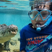 Port Stephens: Croc Swim Experience