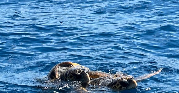 Zakynthos: Turtle Spotting, Keri Caves, and Marathonisi Tour