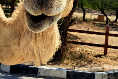 Discover West Salalah: Full-Day Tour by Safari Salalah Tours