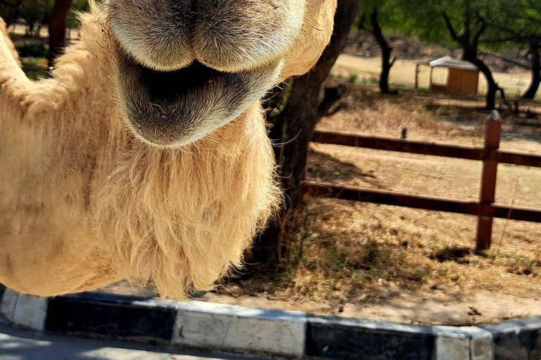 Discover West Salalah: Full-Day Tour by Safari Salalah Tours