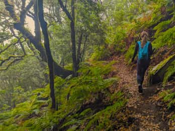 Tenerife : randonnée au-dessus de Masca dans la forêt enchantée avec prise en charge