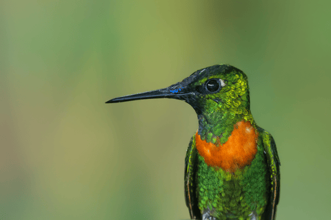 From Cusco: 3-Day Manu National Park Tour