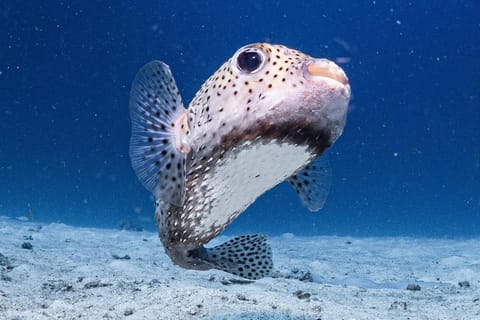 Phuket: Racha Noi & Racha Yai 3-Dive Day Trip