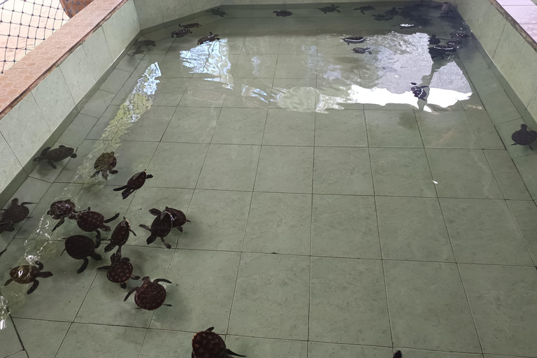 Ozzy Snorkeling 3 Islands Visit Baby Turtles