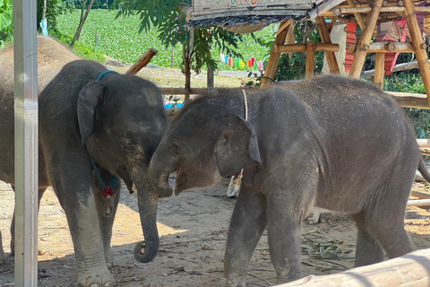 Expérience avec les éléphants avec transferts et buffet de nourriture thaïlandaise