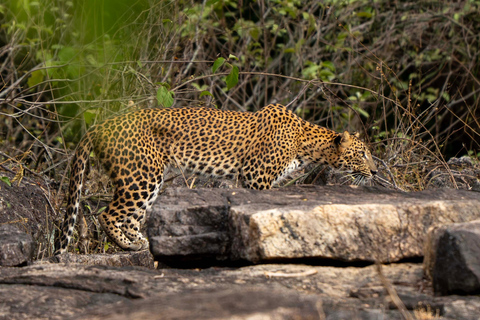 Sri Lanka: 8-Day Big Five Safari & Blue Whale Watching Tour