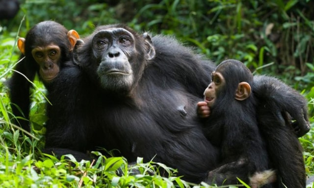 Rwanda 8-Day Safari with Akagera, Nyungwe, and Volcanoes.