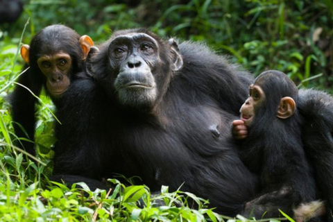 From Kigali: 2-Day Nyungwe National Park with Chimps Tour