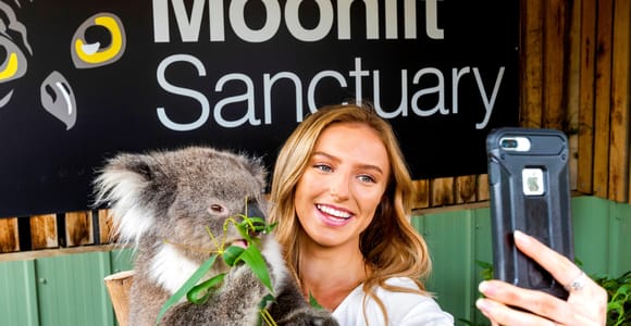 From Melbourne: Phillip Island Penguin Parade & Wildlife Tour