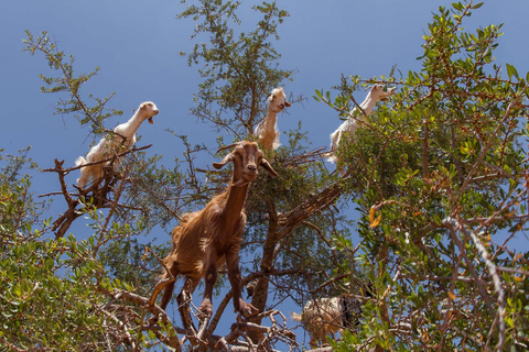 Excursão privada de um dia a Taroudant oissis Tiout com almoço