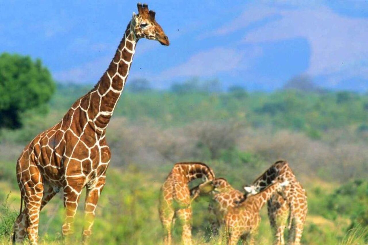 Nairobi: Meru-Nationalpark-Safari mit Abholung