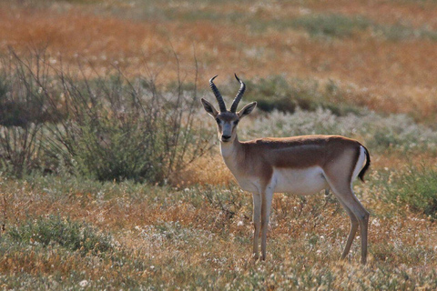 Baku: Southern Azerbaijan Hot Springs and Nature Tour 1-Day Lankaran Hot Springs Tour – Standard (No Meals)