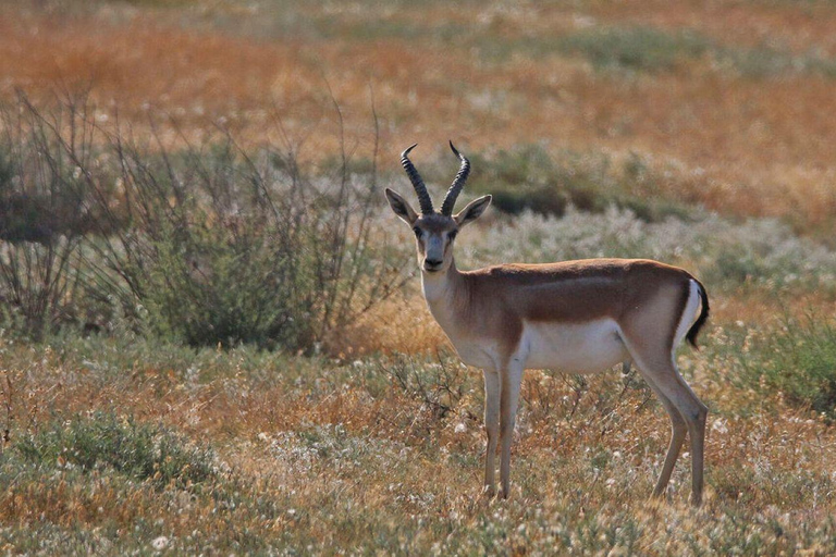 Baku: Southern Azerbaijan Hot Springs and Nature Tour 1-Day Lankaran Hot Springs Tour – Standard (No Meals)