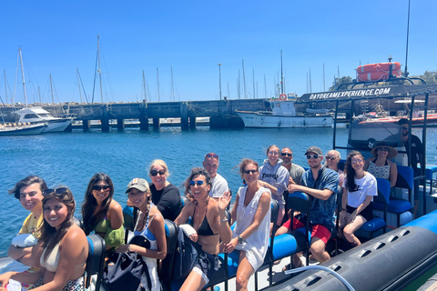 Dolphin Watching in Arrábida Natural Park