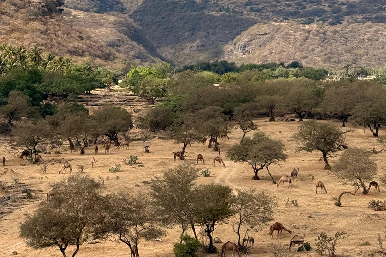 Salalah Local Life Tour: Camels, Coast & Natural Wonders