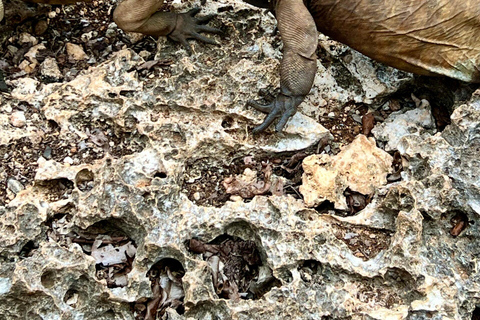 Excursão cultural a Altos de Chavón e La Romana com sabores locais