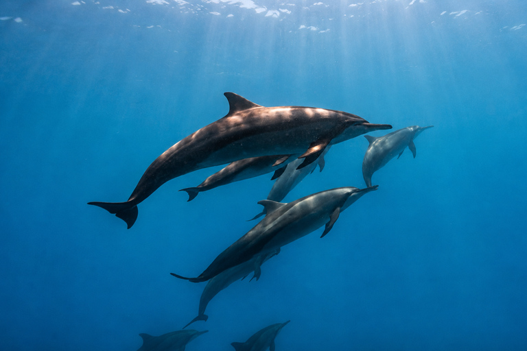 Mauritius: Wild Dolphin Swim and Snorkeling Experience