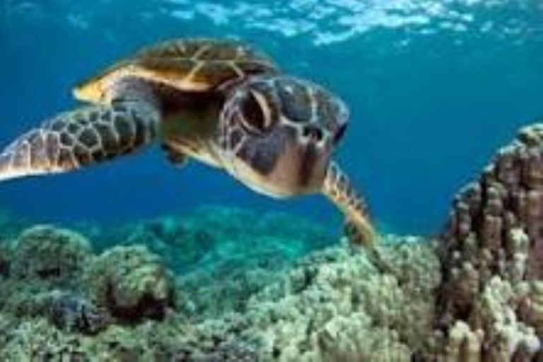 Acuario de Nugwi para nadar con tortugas marinas