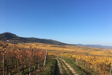 Alsace: wine tasting