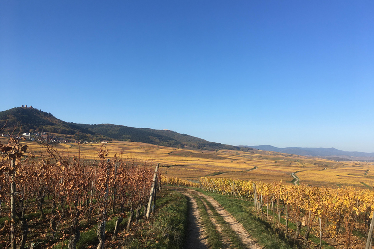 Alsace: wine tasting