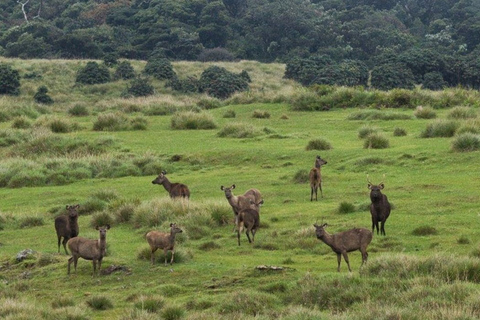 Visita las llanuras de Horton y Nuwara Eliya desde Ella