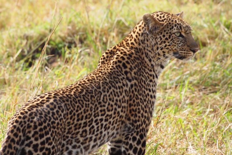 3-daagse safari Tsavo East en Amboseli3-daagse safari