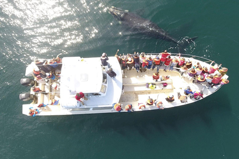 Valdes Peninsula: Full Day with Whale Watching Full Day Peninsula Valdes with Whale Watching