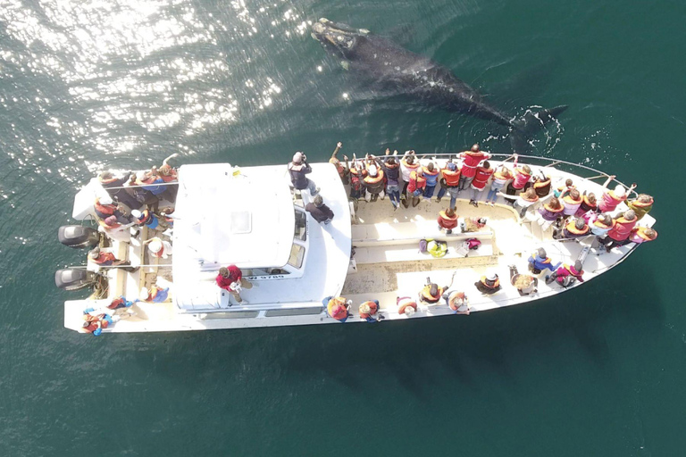 Valdes Peninsula: Full Day with Whale Watching Full Day Peninsula Valdes with Whale Watching