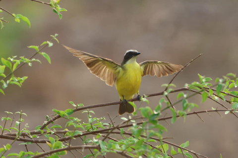 Cartagena: Hacienda San Benito Signature Birdwatching Tour Cartagena: Hacienda San Benito Morning Birdwatching Tour