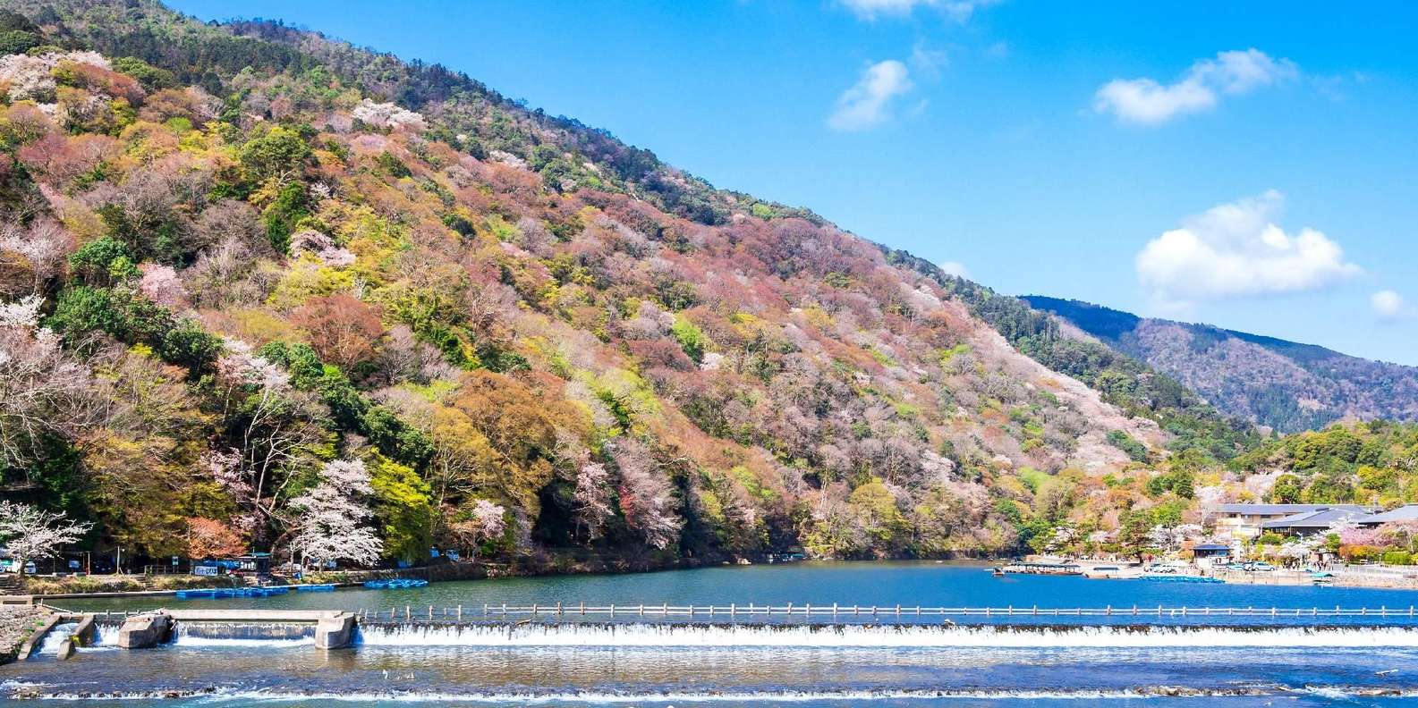 Kyoto experience — temples, geisha, bamboo grove — image 50