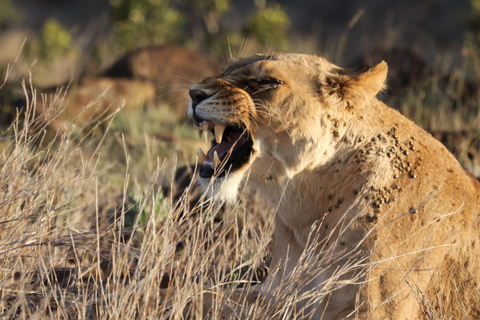 Safari de 3 días por la Migración del Serengeti -Grupo Aventura Tanzania