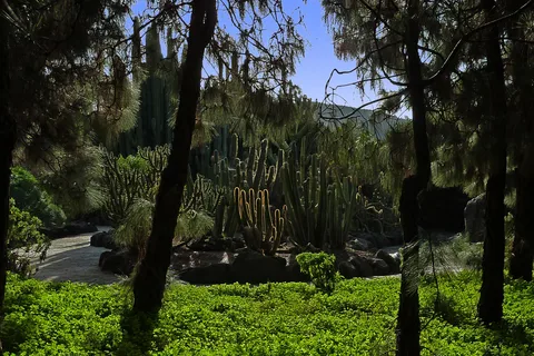 Las Palmas: Privat Botanic Garden Tour & opt. hike Extension
