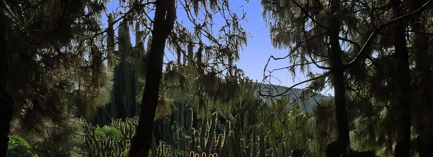 Las Palmas : visite privée du jardin botanique avec option Bandama