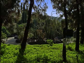 Las Palmas: Privat Botanic Garden Tour & opt. hike Extension