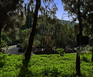 Las Palmas: Privat Botanic Garden Tour & opt. hike Extension