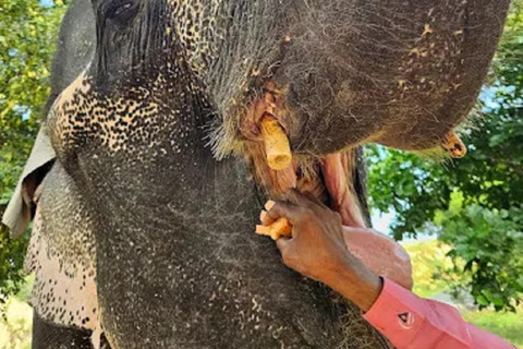 Jaipur Elephant Magic: Paint, Feed & Ride Tour with Pickup All Elephant Activity Riding, Feeding, Painting, Climbing