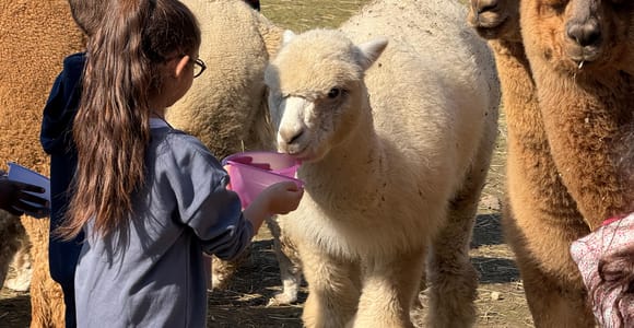 Turin: Meet the Monviso Alpacas at the Educational Farm with a Guide